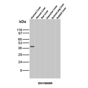 IDH1 R132H Antibody IDH1/6806R Detection in Human and Animal Liver Samples WB. Western blot analysis of liver tissue lysates from human, mouse, rat, hamster, guinea pig, and rabbit using IDH1 R132H Antibody, clone IDH1/6806R. A prominent band is detected at approximately 45-47 kDa in the human liver lane, while no comparable signal is visible in the mouse, rat, hamster, guinea pig, or rabbit liver samples. The observed result demonstrates selective detection in the human liver sample by this IDH1 R132H Mutation Antibody under the tested conditions.