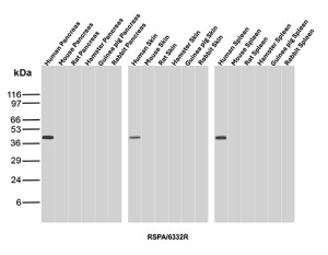 40S Ribosomal protein SA Antibody RPSA/6332R in WB. Western Blot Analysis of Pancreas, Skin and Spleen tissue lysates of different species using Laminin Receptor 1 Recombinant Antibody (clone RPSA/6332R).