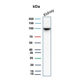 Western blot testing of human kidney tissue lysate with CD10 antibody. Routinely visualized at ~100 kDa.