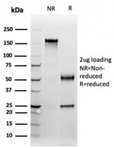SDS-PAGE analysis of purified, BSA-free PGR antibody (clone PGR/3817) as confirmation of integrity and purity.
