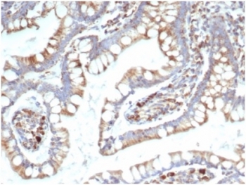 TREM2 Antibody Human Small Intestine Tissue IHC. Immunohistochemistry staining of FFPE human small intestine with TREM2 antibody (clone TREM2/7210). HIER: boil tissue sections in pH 9 10mM Tris with 1mM EDTA for 20 min and allow to cool before testing.