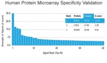 Analysis of HuProt(TM) microarray containing more than 19,000 full-length human proteins using CHRAC17 antibody (clone PCRP-POLE3-3D3). These results demonstrate the foremost specificity of the PCRP-POLE3-3D3 mAb. Z- and S- score: The Z-score represents the strength of a signal that an antibody (in combination with a fluorescently-tagged anti-IgG secondary Ab) produces when binding to a particular protein on the HuProt(TM) array. Z-scores are described in units of standard deviations (SD's) above the mean value of all signals generated on that array. If the targets on the HuProt(TM) are arranged in descending order of the Z-score, the S-score is the difference (also in units of SD's) between the Z-scores. The S-score therefore represents the relative target specificity of an Ab to its intended target.