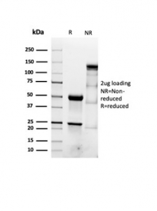 SDS-PAGE analysis of purified, BSA-free Actin antibody (clone ACTA2/1614R) as confirmation of integrity and purity.