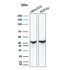 Western blot testing of mouse NIH 3T3 cell and human kidney tissue lysate with recombinant Actin antibody. 