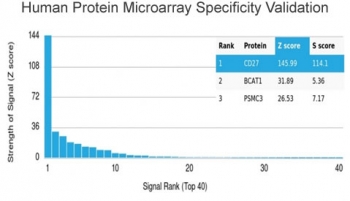CD27 Antibody Validation. Protein microarray specificity analysis of CD27 / TNFRSF7 using High Specificity CD27 Antibody clone LPFS2/4176 on a HuProt array containing more than 19,000 full-length human proteins. CD27 shows the highest signal intensity with a Z-score of 145.99 and S-score of 114.1, demonstrating strong target enrichment relative to other proteins on the array. The Z-score reflects signal strength above the array mean, while the S-score indicates separation between the top-ranked target and subsequent signals, supporting selective binding with reduced off-target interaction.