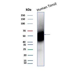 CD27 Antibody for WB. Western blot analysis of CD27 / TNFRSF7 expression in human tonsil tissue using CD27 Antibody. Lane 1: human tonsil lysate. A band is detected at approximately 50â60 kDa, consistent with glycosylated CD27, noting a lower predicted molecular weight of approximately 29 kDa for the core protein. CD27 is a glycosylated receptor, and the higher apparent molecular weight reflects N-linked glycosylation commonly observed in lymphocyte-rich tissues. The detection pattern is consistent with expression in antigen-experienced lymphocyte populations and supports its use as an antigen-experienced lymphocyte marker in western blot analysis.