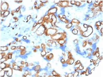 IHC staining of FFPE human placental tissue with CD34 antibody (clone CD34/4939)at 2ug/ml RT. HIER: boil tissue sections in pH 9 10mM Tris with 1mM EDTA for 20 min and allow to cool before testing.