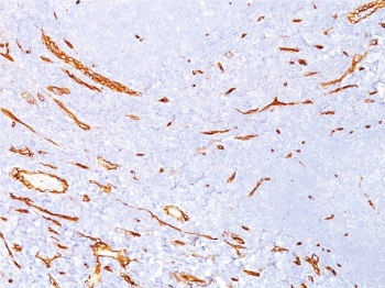 IHC staining of FFPE human kidney tissue with CD34 antibody (clone CD34/4939). HIER: boil tissue sections in pH 9 10mM Tris with 1mM EDTA for 20 min and allow to cool before testing.