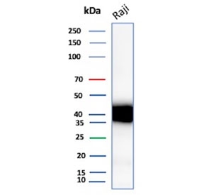 Western blot analysis of human Raji cell lysate using CD48 antibody (clone CD48/4787). Predicted molecular weight: 28-50 kDa depending on glycosylation level.