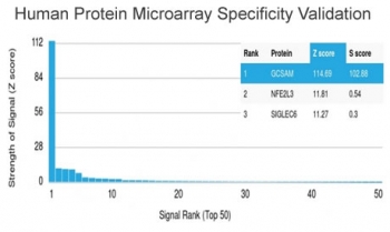 GCSAM Antibody Protein Microarray Validation. Analysis of HuProt(TM) microarray containing more than 19,000 full-length human proteins using GCSAM Antibody demonstrates highly selective recognition of GCSAM / HGAL with strong separation from non-target proteins across the tested human proteome. These results demonstrate the foremost specificity of the HGAL/2373 mAb and support highly specific detection of germinal center-associated signaling and lymphoma-related immune differentiation pathways. The Z-score represents the strength of antibody binding signal relative to the overall array mean, while the S-score reflects target specificity relative to the next highest ranked protein signal. Elevated S-score separation supports preferential target recognition with minimal off-target binding across the tested human proteome.