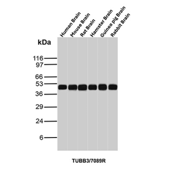 Beta Tubulin Antibody Cross-Species Brain WB. Western blot analysis of Beta III tubulin (TUBB3) expression across brain lysates from multiple species using Beta Tubulin antibody clone TUBB3/7089R. Lane 1: human brain lysate, Lane 2: mouse brain lysate, Lane 3: rat brain lysate, Lane 4: hamster brain lysate, Lane 5: guinea pig brain lysate, Lane 6: rabbit brain lysate. A band is detected at approximately 50â55 kDa in all samples, consistent with the predicted molecular weight of TUBB3. The consistent signal across species supports use in comparative neural tissue studies.