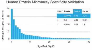 SERPINA3 Antibody Human Protein Microarray Specificity Validation. Analysis of HuProt(TM) microarray containing more than 19,000 full-length human proteins using SERPINA3 antibody (clone SERPINA3/4190). These results demonstrate the foremost specificity of the SERPINA3/4190 mAb. Z- and S- score: The Z-score represents the strength of a signal that an antibody (in combination with a fluorescently-tagged anti-IgG secondary Ab) produces when binding to a particular protein on the HuProt(TM) array. Z-scores are described in units of standard deviations (SD's) above the mean value of all signals generated on that array. If the targets on the HuProt(TM) are arranged in descending order of the Z-score, the S-score is the difference (also in units of SD's) between the Z-scores. The S-score therefore represents the relative target specificity of an Ab to its intended target.