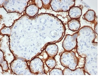 ALPP Antibody Placenta IHC. Immunohistochemistry analysis of FFPE human placenta tissue stained with ALPP Antibody clone rALP/870 demonstrates strong circumferential membranous HRP-DAB brown staining outlining syncytiotrophoblast-lined placental villi. The staining pattern is consistent with expression of placental alkaline phosphatase / ALPP in trophoblast-associated epithelial compartments and highlights the characteristic membrane localization of this placental differentiation marker. Antibody concentration: 2ug/ml in PBS for 30 min at RT. HIER: boil tissue sections in pH 9 10mM Tris with 1mM EDTA for 20 min and allow to cool before testing.
