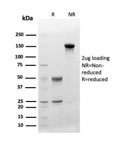 SDS-PAGE analysis of purified, BSA-free CD48 antibody (clone CD48/4783) as confirmation of integrity and purity.