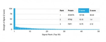 ZC3H7A Antibody Protein Microarray Validation. Analysis of a HuProt(TM) protein microarray containing more than 19,000 full-length human proteins using ZC3H7A Antibody / RNA Processing Factor Antibody clone PCRP-ZC3H7A-1D6 demonstrates exceptional target specificity for Zinc finger CCCH-type containing 7A (ZC3H7A). The intended target produced the highest signal on the array with a Z-score of 107.56 and an S-score of 92.42, greatly exceeding all other detected proteins. The next highest signals were observed for RTN2 and FAF1 with substantially lower Z-scores and S-scores, supporting highly selective target recognition by clone PCRP-ZC3H7A-1D6. ZC3H7A is a CCCH-type zinc finger RNA-binding protein involved in RNA metabolism and post-transcriptional gene regulation. The strong separation between the intended target and all other proteins on the array supports the use of this RNA Processing Factor Antibody for studies of RNA-binding protein biology and messenger RNA regulatory pathways. The Z-score represents signal strength relative to the array mean, while the S-score represents the specificity gap between successive ranked targets. An S-score greater than 2.5 is generally considered indicative of high target specificity.