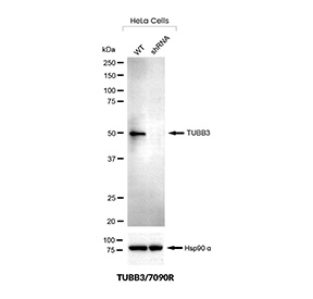 Tubulin Beta Antibody Knockdown Validation WB. Western blot analysis of Tubulin beta 3 (TUBB3) expression in wild-type (WT) and TUBB3 shRNA knockdown HeLa cells using Tubulin Beta antibody clone TUBB3/7090R. Lane 1: WT HeLa lysate, Lane 2: TUBB3 shRNA knockdown HeLa lysate. A band is detected at approximately 50-55 kDa in WT cells, consistent with the predicted molecular weight of TUBB3, and is markedly reduced in knockdown cells, confirming target-specific detection. Hsp90 alpha is shown as a loading control.