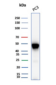 Tubulin Beta Antibody Cell Line WB. Western blot analysis of Tubulin beta 3 (TUBB3) expression in PC3 cell lysate using Tubulin Beta antibody clone TUBB3/7090R. A band is detected at approximately 50-55 kDa, consistent with the predicted molecular weight of TUBB3.