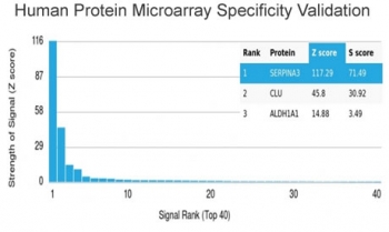 Alpha-1-Antichymotrypsin Antibody Microarray Testing. Analysis of HuProt(TM) microarray containing more than 19,000 full-length human proteins using Alpha-1-Antichymotrypsin antibody (clone SERPINA3/4187). These results demonstrate the foremost specificity of the SERPINA3/4187 mAb. Z- and S- score: The Z-score represents the strength of a signal that an antibody (in combination with a fluorescently-tagged anti-IgG secondary Ab) produces when binding to a particular protein on the HuProt(TM) array. Z-scores are described in units of standard deviations (SD's) above the mean value of all signals generated on that array. If the targets on the HuProt(TM) are arranged in descending order of the Z-score, the S-score is the difference (also in units of SD's) between the Z-scores. The S-score therefore represents the relative target specificity of an Ab to its intended target.