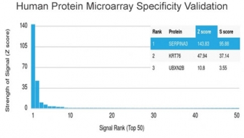 Alpha-1-Antichymotrypsin Antibody Protein Microarray Testing. Analysis of HuProt(TM) microarray containing more than 19,000 full-length human proteins using Alpha-1-Antichymotrypsin antibody (clone SERPINA3/4189). These results demonstrate the foremost specificity of the SERPINA3/4189 mAb. Z- and S- score: The Z-score represents the strength of a signal that an antibody (in combination with a fluorescently-tagged anti-IgG secondary Ab) produces when binding to a particular protein on the HuProt(TM) array. Z-scores are described in units of standard deviations (SD's) above the mean value of all signals generated on that array. If the targets on the HuProt(TM) are arranged in descending order of the Z-score, the S-score is the difference (also in units of SD's) between the Z-scores. The S-score therefore represents the relative target specificity of an Ab to its intended target.