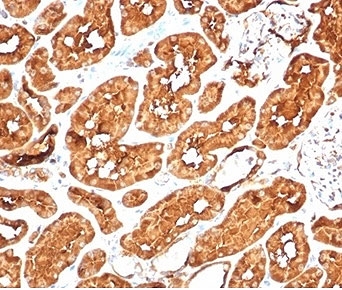 Aldehyde Dehydrogenase 1A1 Antibody Kidney Immunohistochemistry. IHC staining of FFPE human kidney tissue with recombinant Aldehyde Dehydrogenase 1A1 antibody (clone ALDH1A1//7011R). HIER: boil tissue sections in pH 9 10mM Tris with 1mM EDTA for 20 min and allow to cool before testing.