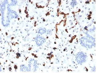 FABP4 Antibody FFPE Placenta IHC. Immunohistochemistry staining of FFPE human placental tissue with FABP4 antibody (clone FABP4/4423). HIER: boil tissue sections in pH 9 10mM Tris with 1mM EDTA for 20 min and allow to cool before testing.