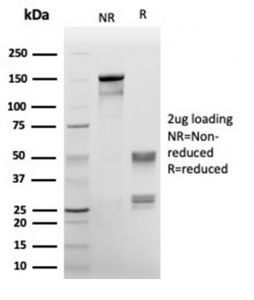 SDS-PAGE analysis of purified, BSA-free ANXA1 antibody (clone rANXA1/6451) as confirmation of integrity and purity.