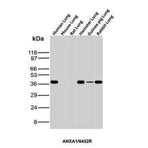Annexin A1 Antibody Human, Mouse, Rat, Hamster, Guinea Pig and Rabbit Lung WB. Western blot analysis of human, mouse, rat, hamster, guinea pig and rabbit lung tissue lysates using Annexin A1 Antibody (clone rANXA1/9145). Annexin A1 is detected at approximately 37-40 kDa in human, hamster, guinea pig and rabbit lung tissue, with little to no detectable signal observed in the mouse and rat samples under these conditions.