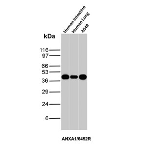 Annexin A1 Antibody Human A549 Lung Cancer Cell and Tissue WB. Western blot analysis of human intestine, human lung and A549 lung cancer cell lysates using Annexin A1 Antibody (clone ANXA1/6452R). Annexin A1 is detected at approximately 37-40 kDa across the samples tested, demonstrating recognition of ANXA1 in human tissues and A549 lung cancer cells.