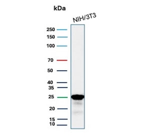 Western blot testing of mouse NIH 3T3 cell lysate with recombinant p27Kip1 antibody. Expected molecular weight ~27 kDa.