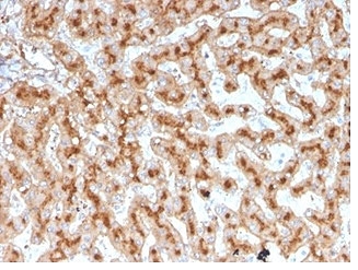 Apolipoprotein E Antibody Human Liver IHC. Immunohistochemical staining of FFPE human liver tissue with Apolipoprotein E antibody (clone APOE/3671). Heat-induced epitope retrieval (HIER) was performed by boiling tissue sections in pH 9, 10 mM Tris with 1 mM EDTA for 20 minutes and allowing them to cool prior to staining. Apolipoprotein E immunoreactivity is observed predominantly within the cytoplasm and along the cell membranes of hepatocytes, consistent with the expected localization of this lipid transport protein involved in cholesterol homeostasis and lipoprotein metabolism. Cell nuclei are counterstained with hematoxylin (blue).