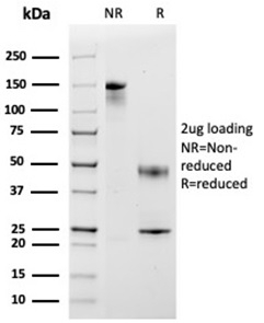 SDS-PAGE analysis of purified, BSA-free CCL8 antibody (clone CCL8/3683) as confirmation of integrity and purity.
