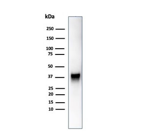 Western blot analysis of human JEG-3 cell lysate using SPARC antibody (clone OSTN/3755). Expected molecular weight: 35-43 kDa depending on glycosylation level.