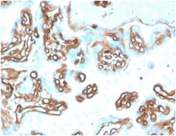 Immunohistochemistry of SPTAN1 antibody in human placental tissue. FFPE placenta shows cytoplasmic HRP-DAB brown staining within trophoblastic cells outlining chorionic villi, consistent with Spectrin alpha chain, non-erythrocytic 1 localization along the submembranous cytoskeleton. Clone SPTAN1/3505 was used for detection and is Protein Microarray Validated. Heat-induced epitope retrieval was performed by boiling tissue sections in pH 9 10 mM Tris with 1 mM EDTA for 20 minutes followed by cooling prior to staining.