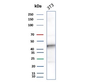 INDOL1 Antibody NIH 3T3 Cell WB. Western blot analysis of mouse NIH 3T3 cell lysate using INDOL1 Antibody (clone IDO2/2638) detects a band at approximately 47 kDa, consistent with the expected molecular weight of INDOL1 / IDO2 (Indoleamine 2,3-dioxygenase 2). The observed signal supports detection of this tryptophan metabolism enzyme in fibroblast-derived cells, aligning with its role in kynurenine pathway activity and immune-related metabolic regulation.