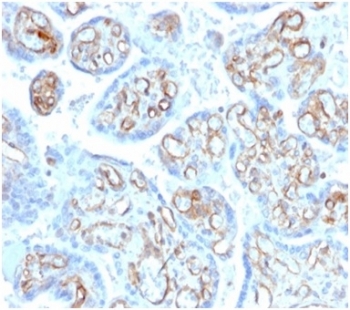 IHC staining of FFPE human placental tissue with Alpha Fodrin antibody (clone SPTAN1/3506). HIER: boil tissue sections in pH 9 10mM Tris with 1mM EDTA for 20 min and allow to cool before testing.