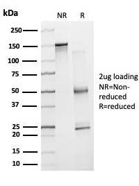 SDS-PAGE analysis of purified, BSA-free ZNF81 antibody (clone PCRP-ZNF81-2C7) as confirmation of integrity and purity.