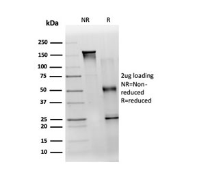 SDS-PAGE analysis of purified, BSA-free TDRKH antibody (clone PCRP-TDRKH-1H2) as confirmation of integrity and purity.