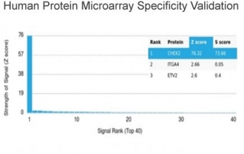 Analysis of HuProt(TM) microarray containing more than 19,000 full-length human proteins using Chk2 antibody (clone PCRP-CHEK2-1A4). These results demonstrate the foremost specificity of the PCRP-CHEK2-1A4 mAb. Z- and S- score: The Z-score represents the strength of a signal that an antibody (in combination with a fluorescently-tagged anti-IgG secondary Ab) produces when binding to a particular protein on the HuProt(TM) array. Z-scores are described in units of standard deviations (SD's) above the mean value of all signals generated on that array. If the targets on the HuProt(TM) are arranged in descending order of the Z-score, the S-score is the difference (also in units of SD's) between the Z-scores. The S-score therefore represents the relative target specificity of an Ab to its intended target.