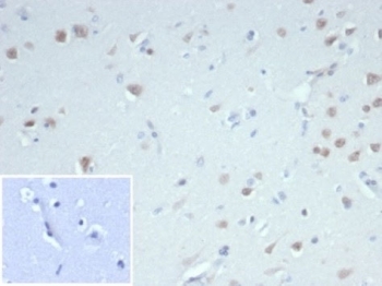 Fox3 Antibody Human Cerebellum Immunohistochemistry. IHC staining of FFPE human cerebellum tissue with recombinant Fox3 antibody (clone NeuN/7071R). Negative control inset: PBS used in place of primary Ab. HIER: boil tissue sections in pH 9 10mM Tris with 1mM EDTA for 20 min and allow to cool before testing.