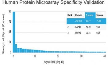 Analysis of HuProt(TM) microarray containing more than 19,000 full-length human proteins using ZNF358 antibody (clone PCRP-ZNF358-1A6). These results demonstrate the foremost specificity of the PCRP-ZNF358-1A6 mAb. Z- and S- score: The Z-score represents the strength of a signal that an antibody (in combination with a fluorescently-tagged anti-IgG secondary Ab) produces when binding to a particular protein on the HuProt(TM) array. Z-scores are described in units of standard deviations (SD's) above the mean value of all signals generated on that array. If the targets on the HuProt(TM) are arranged in descending order of the Z-score, the S-score is the difference (also in units of SD's) between the Z-scores. The S-score therefore represents the relative target specificity of an Ab to its intended target.