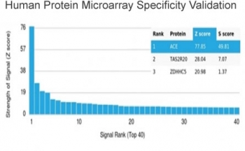 Angiotensin Converting Enzyme Antibody HuProt Microarray Specificity. Protein microarray analysis using Angiotensin Converting Enzyme Antibody (clone ACE/3764) demonstrates highly specific binding to ACE / CD143, with the target protein ranked as the top hit and showing a strong Z score relative to all other proteins on the array. Signal intensity drops sharply for non-target proteins, supporting selective recognition with minimal off-target interaction. Z score represents the strength of signal in standard deviations above the mean of all array signals, while S score reflects the separation between the top-ranked target and the next highest signal, indicating relative specificity.