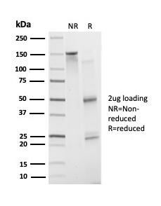 SDS-PAGE analysis of purified, BSA-free ATF2 antibody (clone PCRP-ATF2-1B4) as confirmation of integrity and purity.