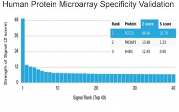 Analysis of HuProt(TM) microarray containing more than 19,000 full-length human proteins using Fibroblast Growth Factor 23 antibody (clone FGF23/4174). These results demonstrate the foremost specificity of the FGF23/4174 mAb. Z- and S- score: The Z-score represents the strength of a signal that an antibody (in combination with a fluorescently-tagged anti-IgG secondary Ab) produces when binding to a particular protein on the HuProt(TM) array. Z-scores are described in units of standard deviations (SD's) above the mean value of all signals generated on that array. If the targets on the HuProt(TM) are arranged in descending order of the Z-score, the S-score is the difference (also in units of SD's) between the Z-scores. The S-score therefore represents the relative target specificity of an Ab to its intended target.