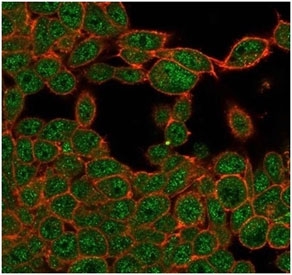 ZHX3 Antibody HeLa IF. Immunofluorescence analysis of PFA-fixed human HeLa cells stained with ZHX3 Antibody / Transcriptional Regulation Marker (green, clone PCRP-ZHX3-1G3) and phalloidin cytoskeletal stain (red). Zinc fingers and homeoboxes protein 3 / ZHX3 demonstrates prominent nuclear staining with additional cytoplasmic signal in human HeLa cells, consistent with the intracellular distribution expected for a transcription-associated regulatory protein involved in nuclear gene expression control and differentiation-associated signaling pathways.