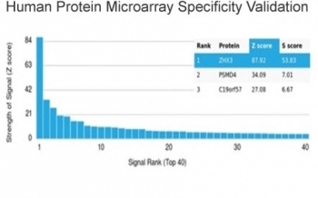 ZHX3 Antibody HuProt Microarray Specificity Validation. Analysis of a HuProt(TM) microarray containing more than 19,000 full-length human proteins using ZHX3 Antibody / Transcriptional Regulation Marker clone PCRP-ZHX3-1G3 demonstrates highly selective recognition of Zinc fingers and homeoboxes protein 3 / ZHX3. The intended ZHX3 target ranks first among all proteins analyzed on the array, with strong separation from secondary signals, supporting the specificity profile of this mouse monoclonal antibody for transcriptional regulation and nuclear signaling research applications. Z-score represents signal intensity above background in standard deviation units, while S-score reflects the relative specificity of antibody binding compared with additional proteins present on the HuProt(TM) platform.