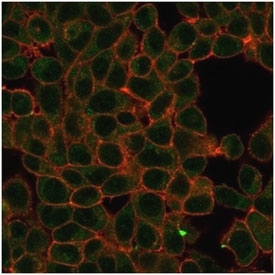 HIC2 Antibody HeLa IF. Immunofluorescence analysis of PFA-fixed human HeLa cells stained with HIC2 Antibody / Transcriptional Regulation Marker (green, clone PCRP-HIC2-1B1) and phalloidin cytoskeletal stain (red). Hypermethylated in cancer protein 2 / HIC2 demonstrates predominantly nuclear and perinuclear staining in human HeLa cells, consistent with the intracellular distribution expected for a zinc finger transcription-associated regulatory protein involved in developmental signaling and nuclear gene expression control.