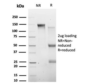 SDS-PAGE analysis of purified, BSA-free HIC2 antibody (clone PCRP-HIC2-1B1) as confirmation of integrity and purity.