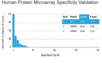 HIC2 Antibody HuProt Microarray Specificity Validation. Analysis of a HuProt(TM) microarray containing more than 19,000 full-length human proteins using HIC2 Antibody / Transcriptional Regulation Marker clone PCRP-HIC2-1B1 demonstrates highly selective recognition of Hypermethylated in cancer protein 2 / HIC2. The intended HIC2 target ranks first among all proteins analyzed on the array, with exceptionally strong separation from secondary signals, supporting the specificity profile of this mouse monoclonal antibody for transcriptional regulation and nuclear signaling research applications. Z-score represents signal intensity above background in standard deviation units, while S-score reflects the relative specificity of antibody binding compared with additional proteins present on the HuProt(TM) platform.