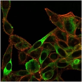 SIRT3 Antibody HeLa Cell IF. Immunofluorescence staining of PFA-fixed human HeLa cells using clone PCRP-SIRT3-1C10 (green) and phalloidin cytoskeletal counterstain (red). Sirtuin 3 / SIRT3 displays punctate cytoplasmic fluorescence consistent with mitochondrial localization, supporting its established role as a mitochondrial metabolism regulator involved in oxidative stress adaptation, energy homeostasis, and mitochondrial acetylation signaling pathways.