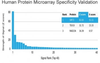 SIRT3 Antibody Protein Microarray Validation. Analysis of HuProt(TM) microarray containing more than 19,000 full-length human proteins using clone PCRP-SIRT3-1C10. These results demonstrate high specificity of the mouse monoclonal antibody for Sirtuin 3 / SIRT3, a mitochondrial metabolism regulator involved in oxidative stress adaptation, energy homeostasis, and acetylation-dependent metabolic signaling pathways. Z- and S-score analysis confirms strong preferential binding to the intended target relative to non-specific proteins represented on the HuProt(TM) array. The Z-score represents the signal strength generated by antibody binding to an individual protein relative to the overall array background, while the S-score reflects the relative specificity gap between the top-ranked target and subsequent proteins on the array.
